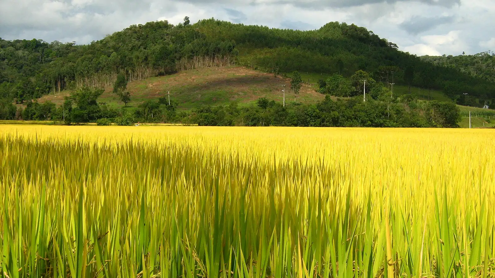 Duas safras com perda e queda de 30% abrem a porta geral. Três safras e 40% por clima abrem a favorecida — juro menor e prazo maior.