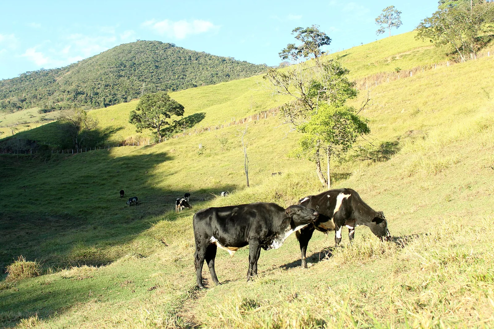 Parceria rural: quotas máximas e o risco do arrendamento disfarçado