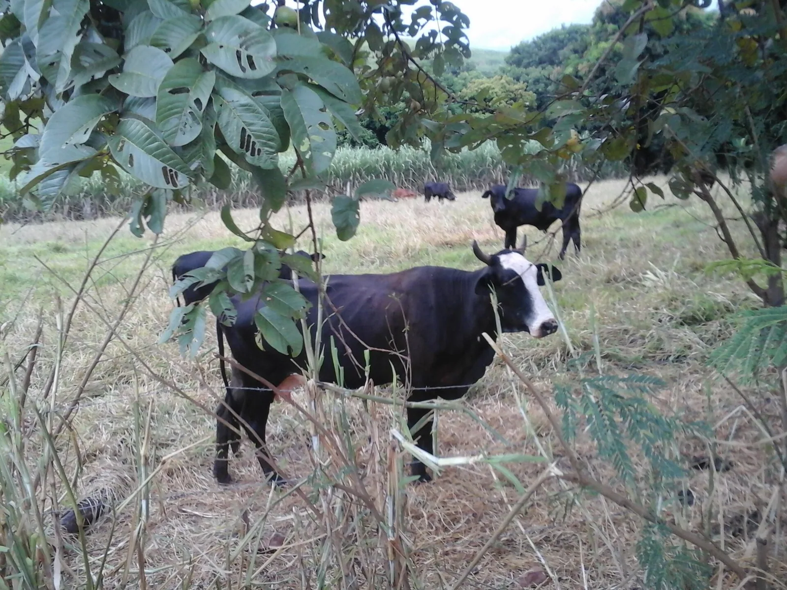 Herança de imóvel rural: a fração mínima que impede dividir a terra