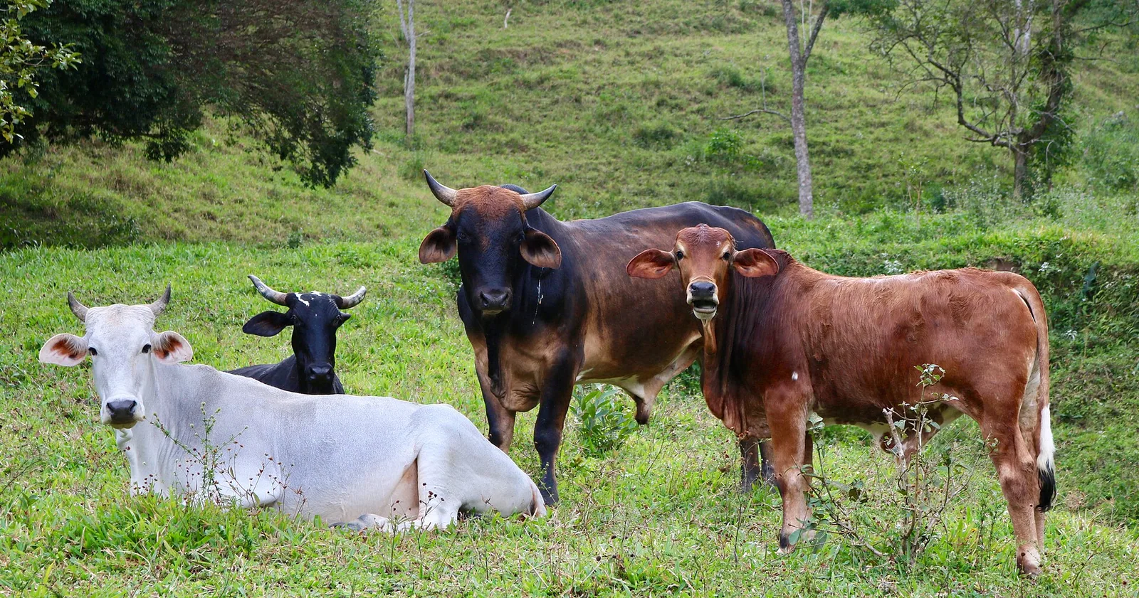 Arrendamento rural: prazo mínimo, teto de preço e cláusulas nulas
