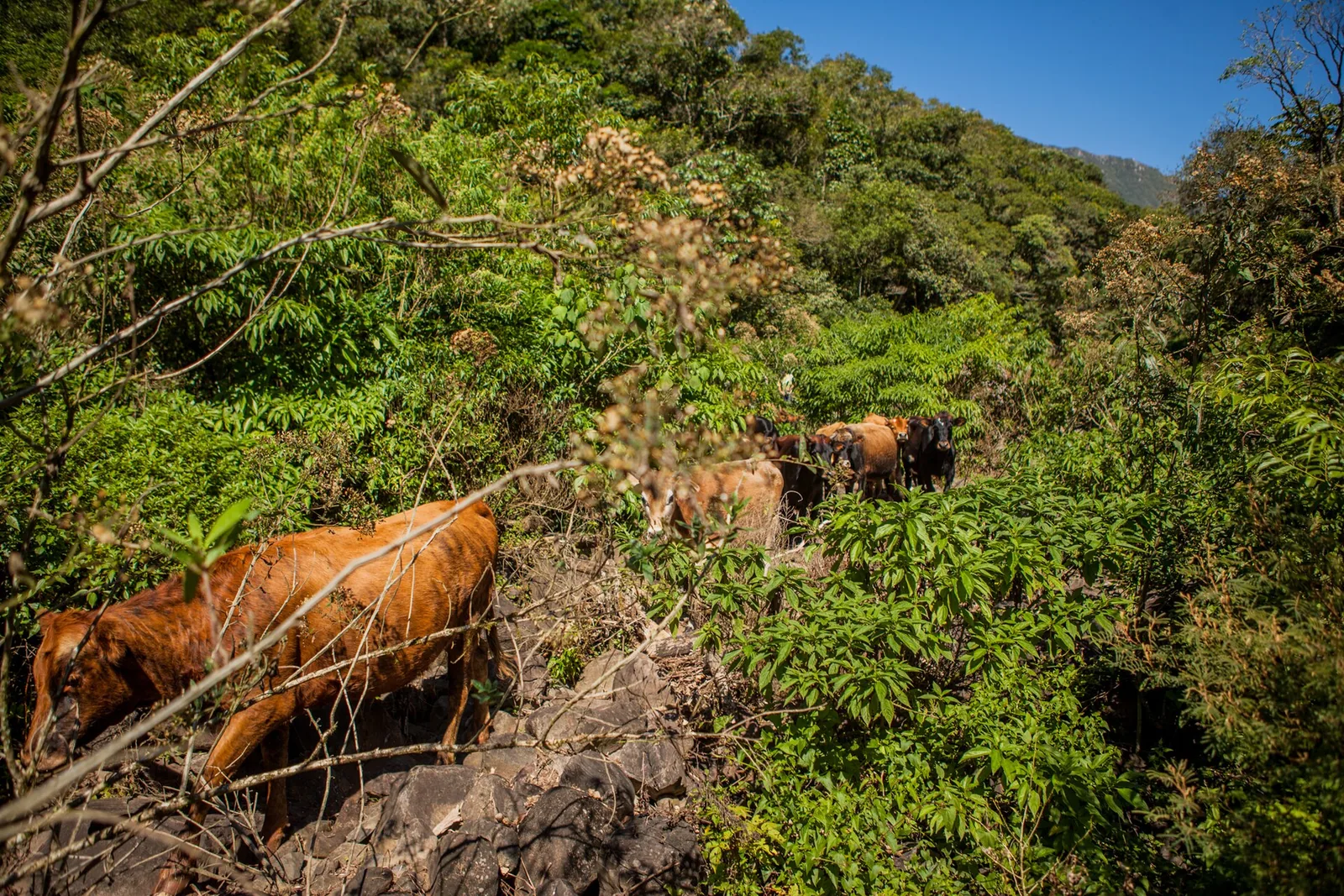 Função social da propriedade rural: os quatro requisitos do art. 186
