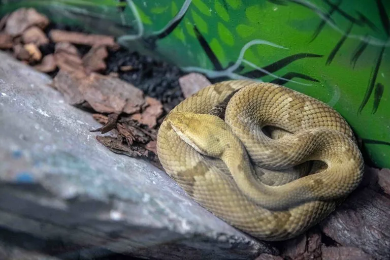 Proposta em análise na Câmara dos Deputados exige estoque obrigatório de antídotos contra cobras, aranhas e escorpiões em postos de saúde.