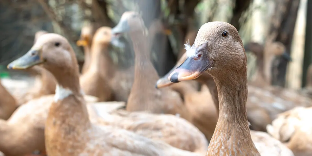 Lei proíbe produção e venda de foie gras no Brasil
